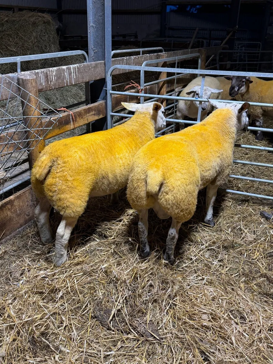 Suftex Ram Lambs - Image 4