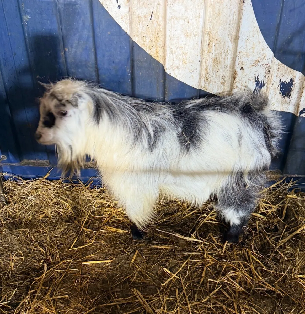 Male Pygmy Goats - Image 1