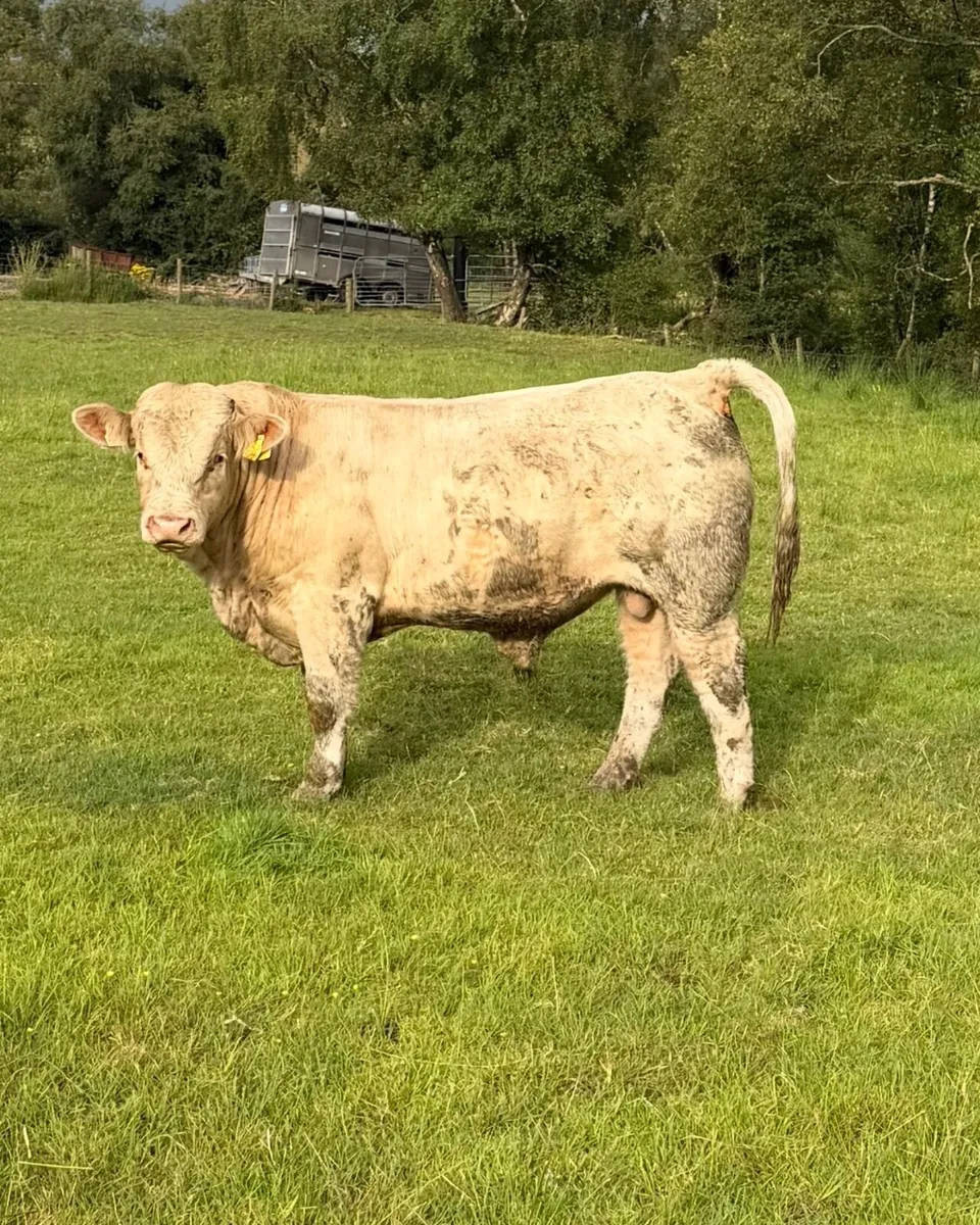 Bull