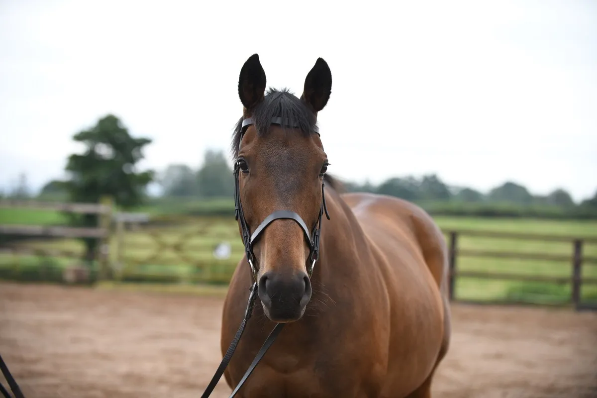 Retrained TB (RoR Eligible) - Image 3