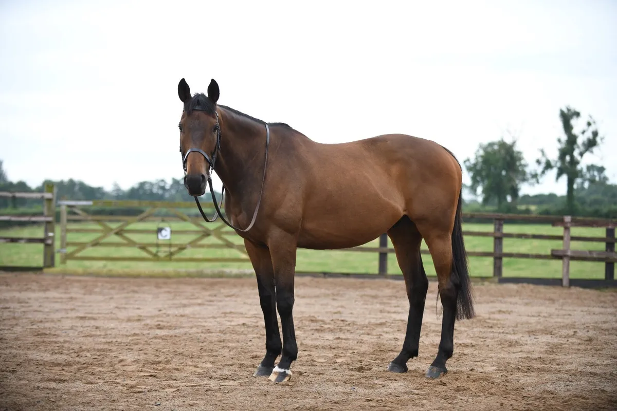 Retrained TB (RoR Eligible) - Image 4