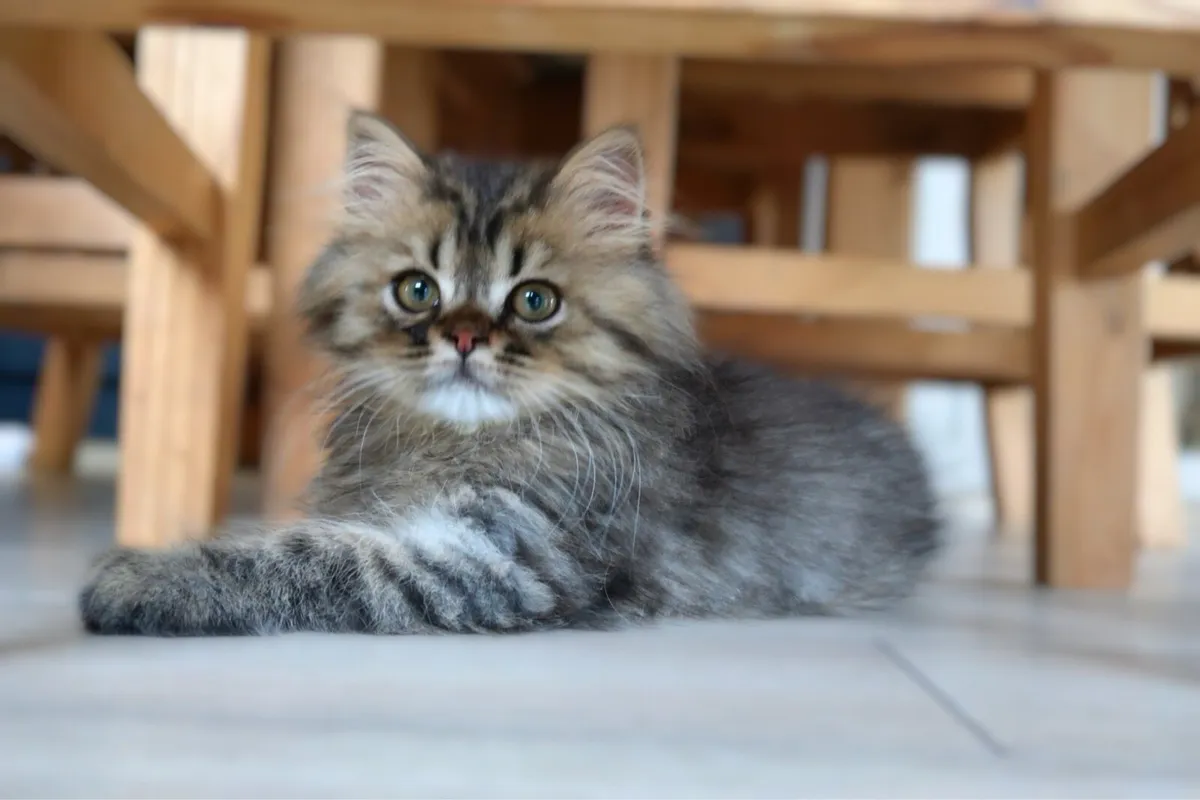 GCCFI British Shorthair - Image 1