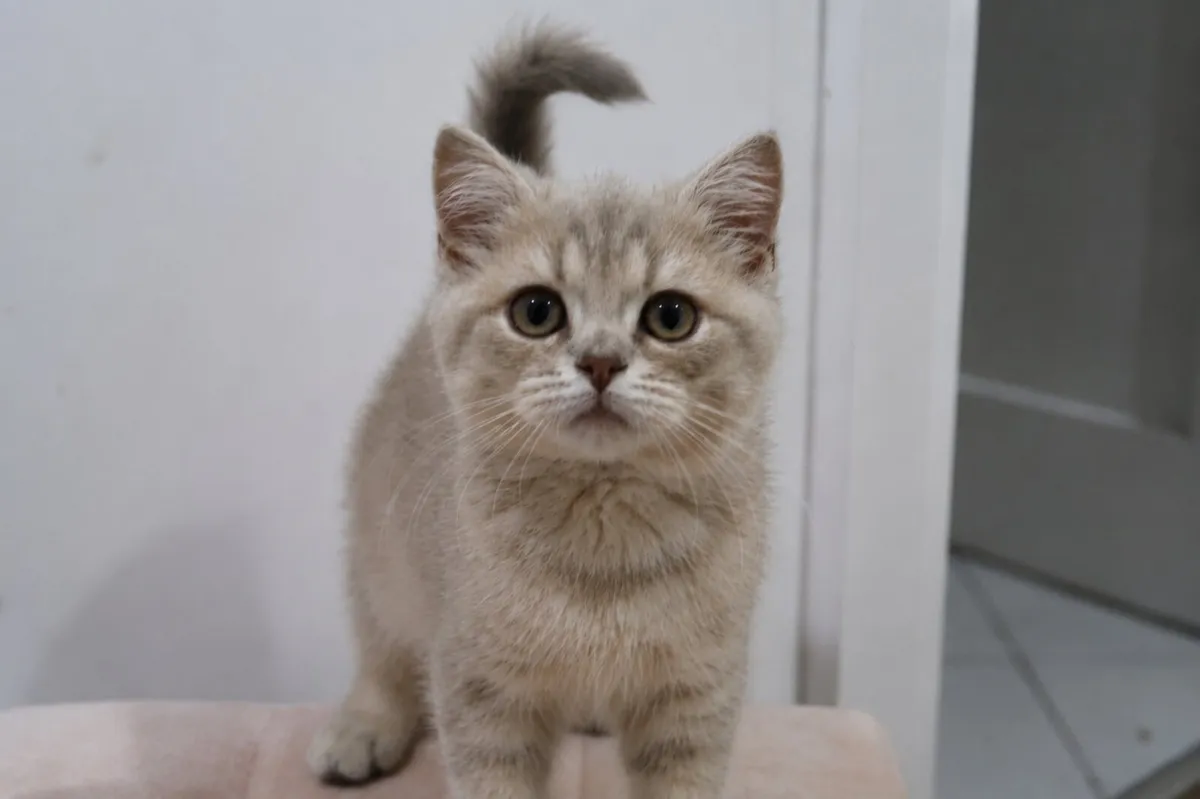 GCCFI British Shorthair - Image 1