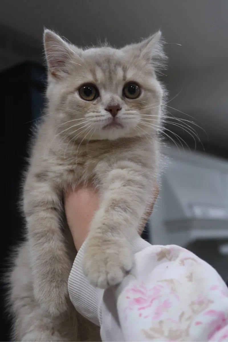 GCCFI British Shorthair - Image 2