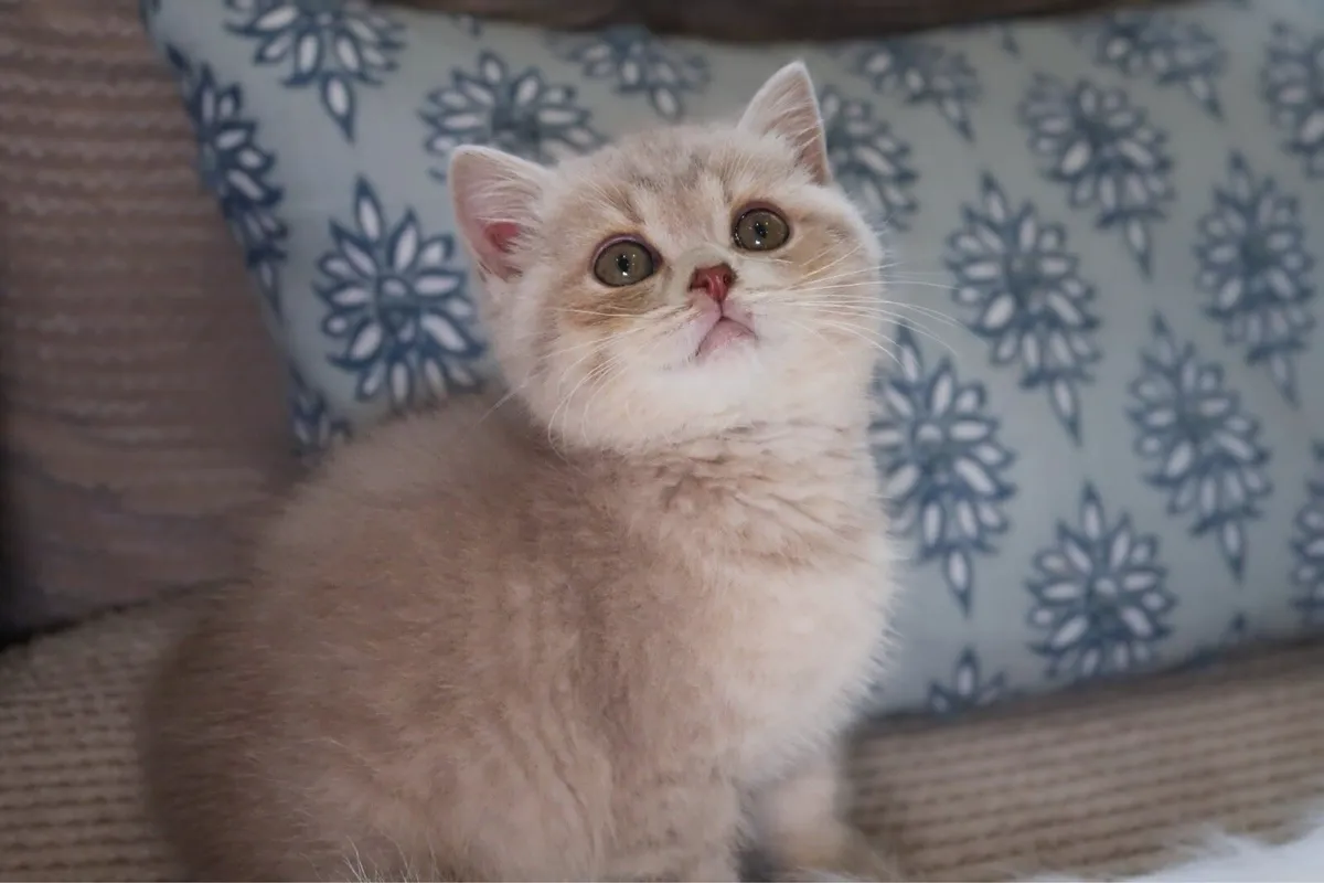 GCCFI British Shorthair - Image 4