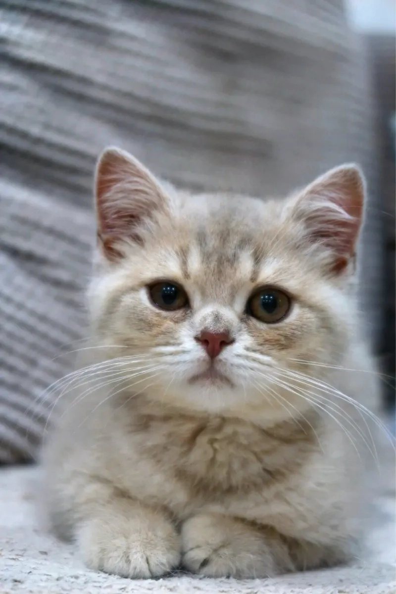 GCCFI British Shorthair - Image 3