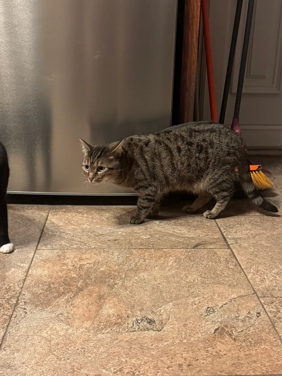 2 adult cats looking for home - Image 2