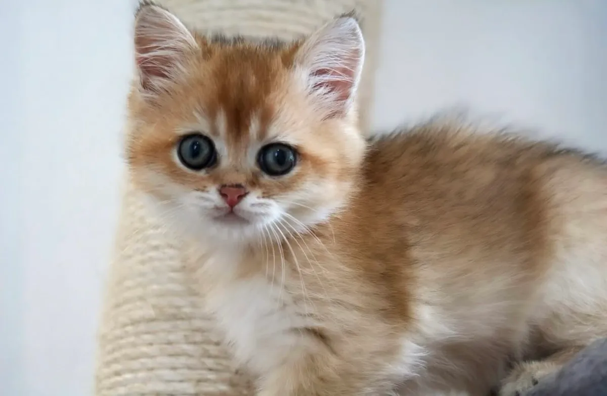 GCCFI British Shorthair - Image 1