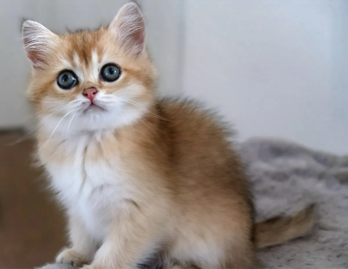 GCCFI British Shorthair - Image 2