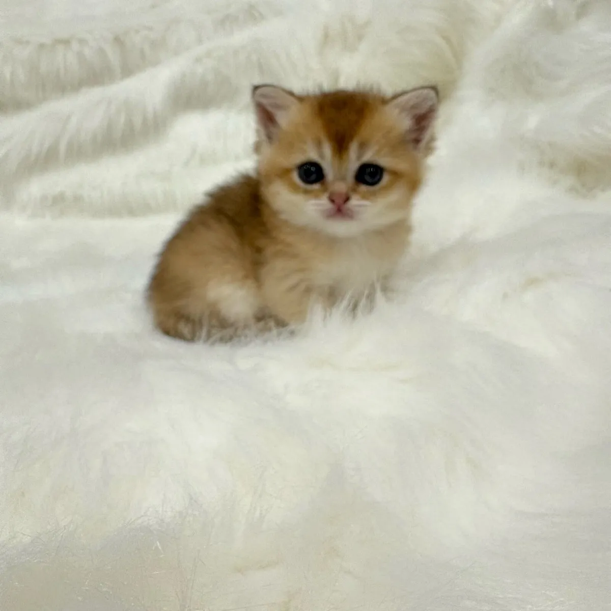 GCCFI British Shorthair - Image 3