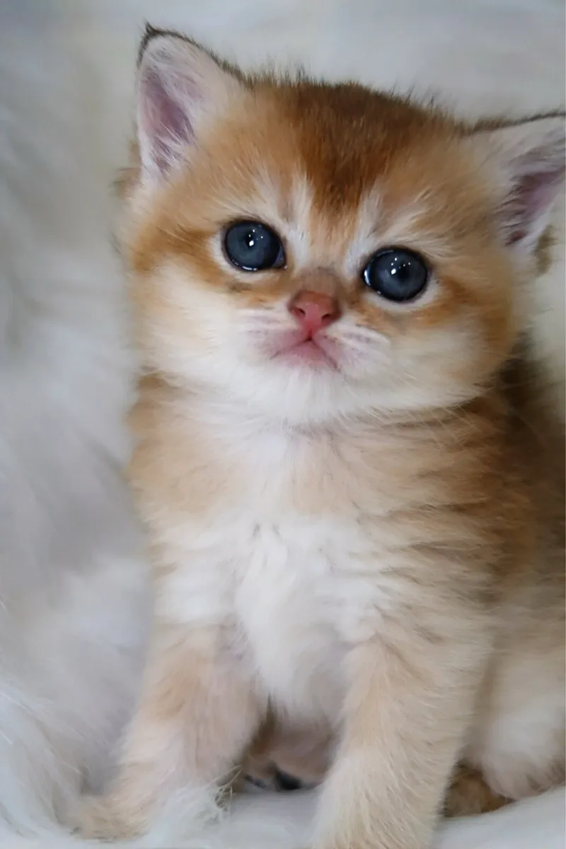 GCCFI British Shorthair - Image 4