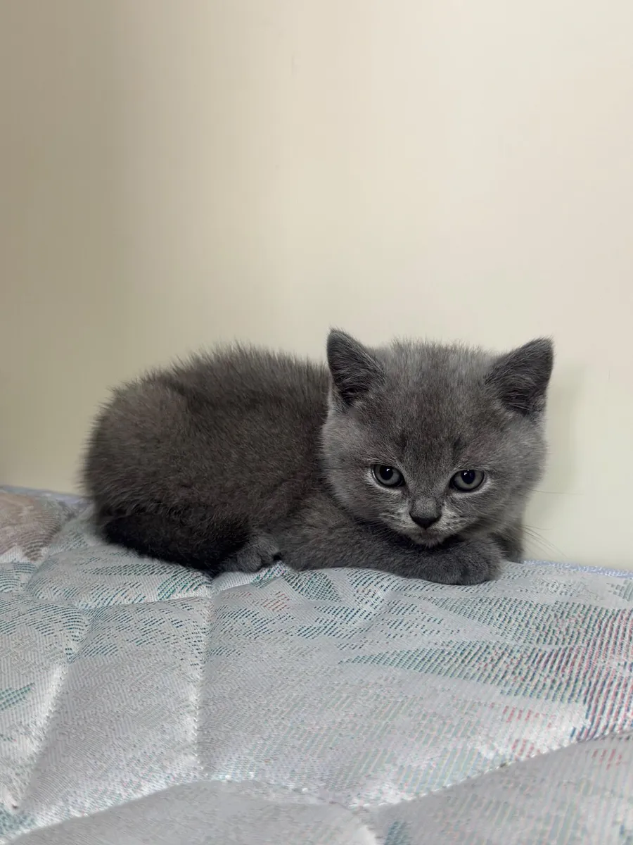 British shorthair kittens - Image 2