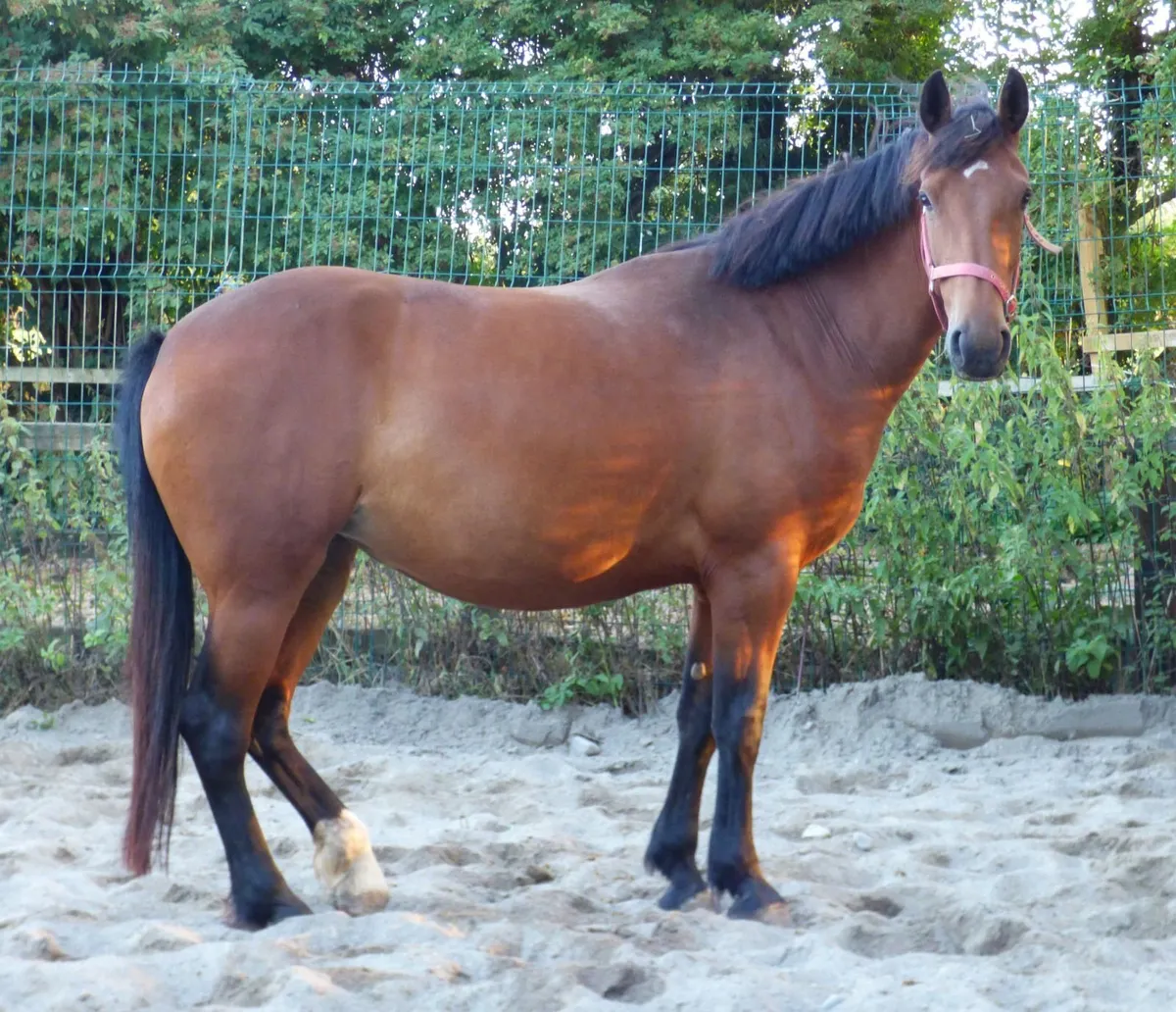 4 year old Draught mare - Image 1
