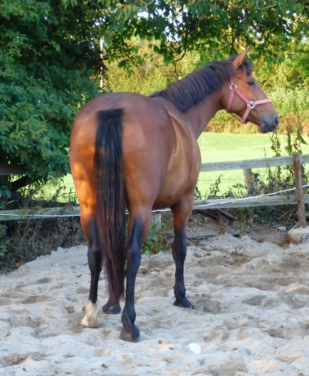 4 year old Draught mare - Image 2