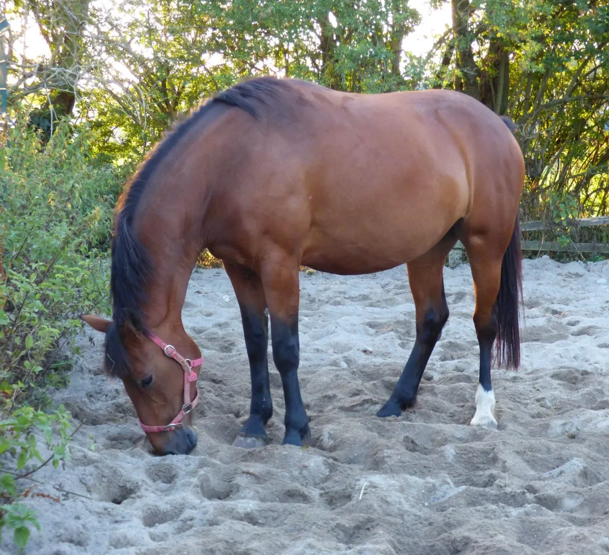 4 year old Draught mare - Image 3