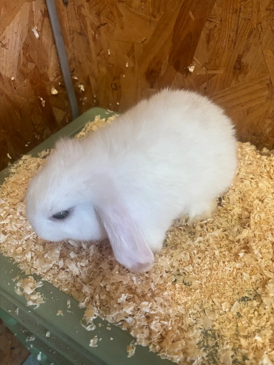 Mini lop rabbits - Image 2