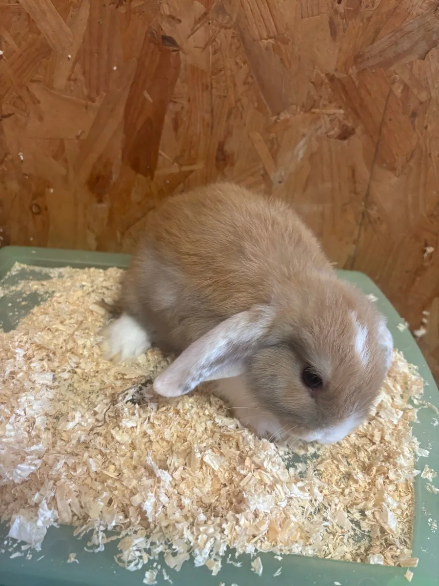 Mini lop rabbits - Image 3