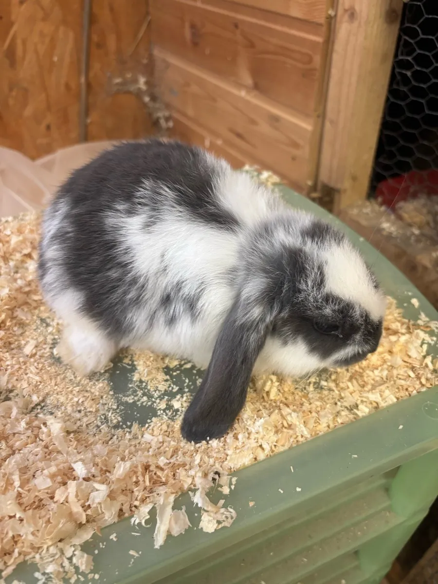 Mini lop rabbits - Image 4