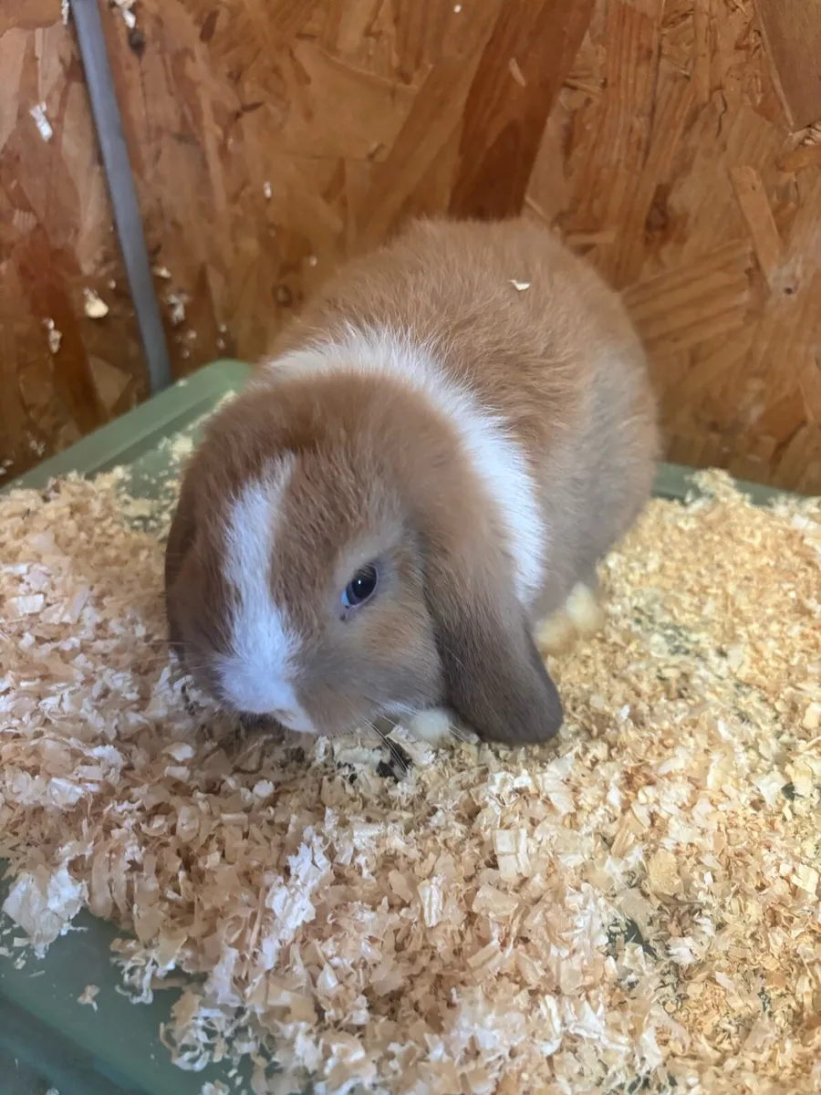 Mini lop rabbits - Image 1