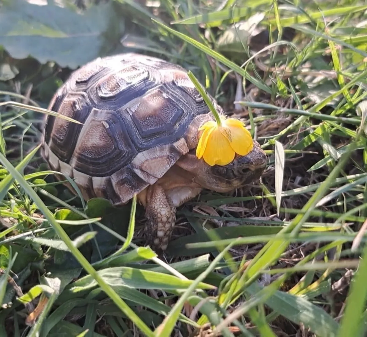 Tortoise - Image 2