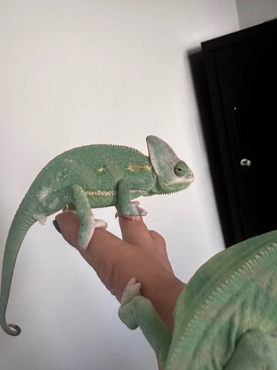 Yemen Piebald baby - Image 1