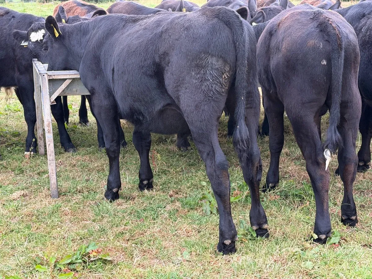 18 Aberdeen Angus Bull Weanlings - Image 4