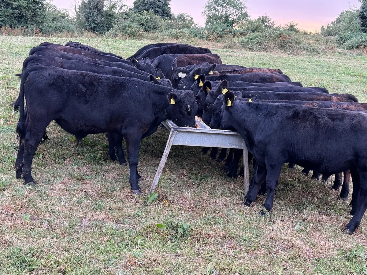 18 Aberdeen Angus Bull Weanlings - Image 2