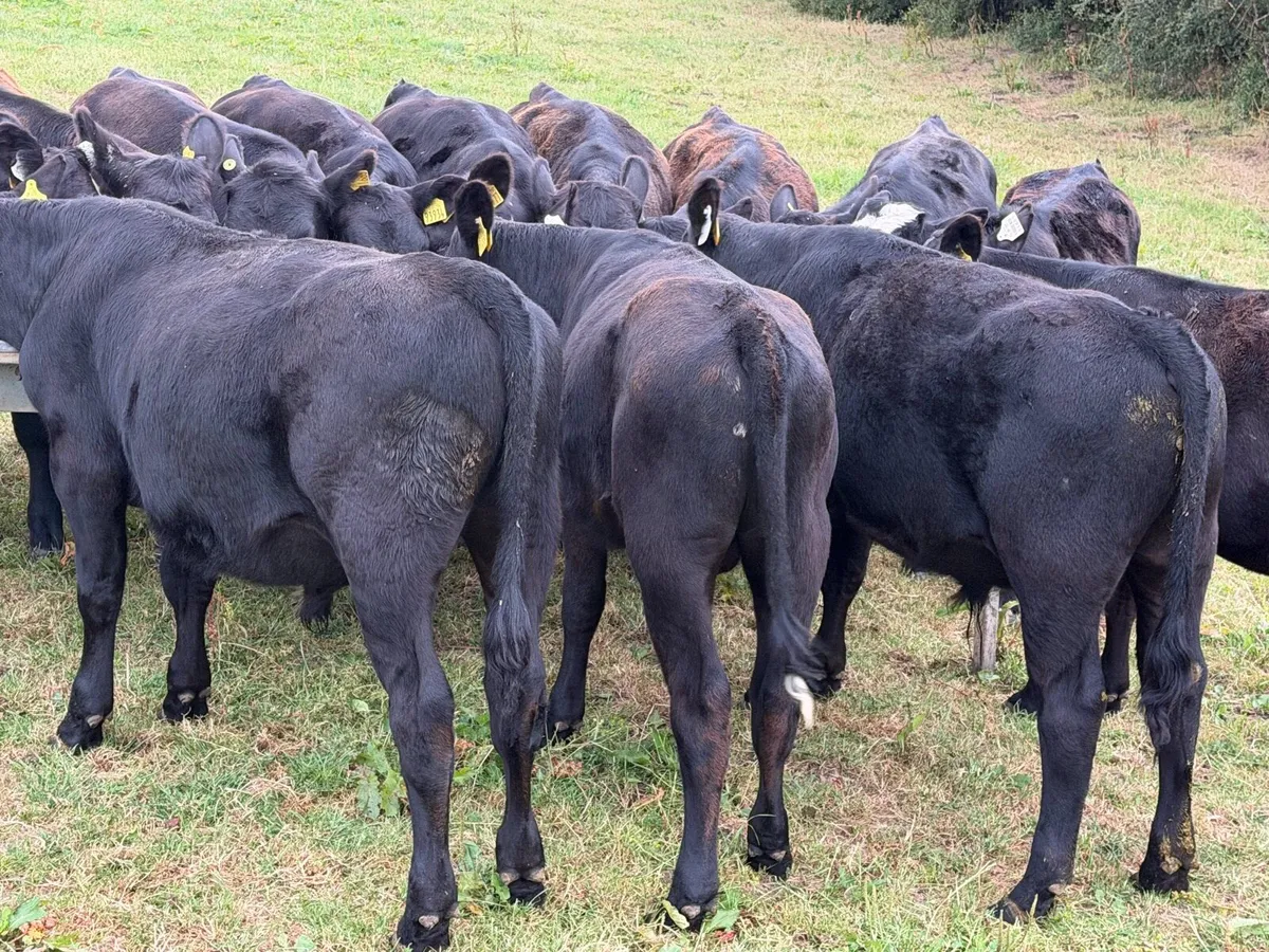 18 Aberdeen Angus Bull Weanlings - Image 3