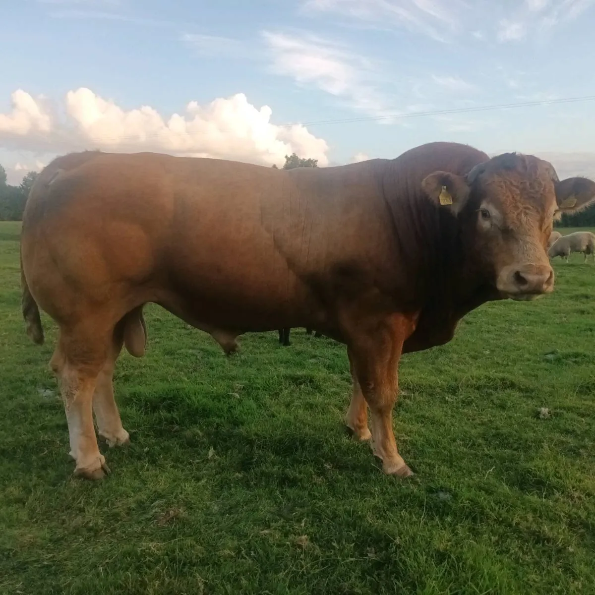 Proven exceptional quality PBLimousin Bull - Image 1