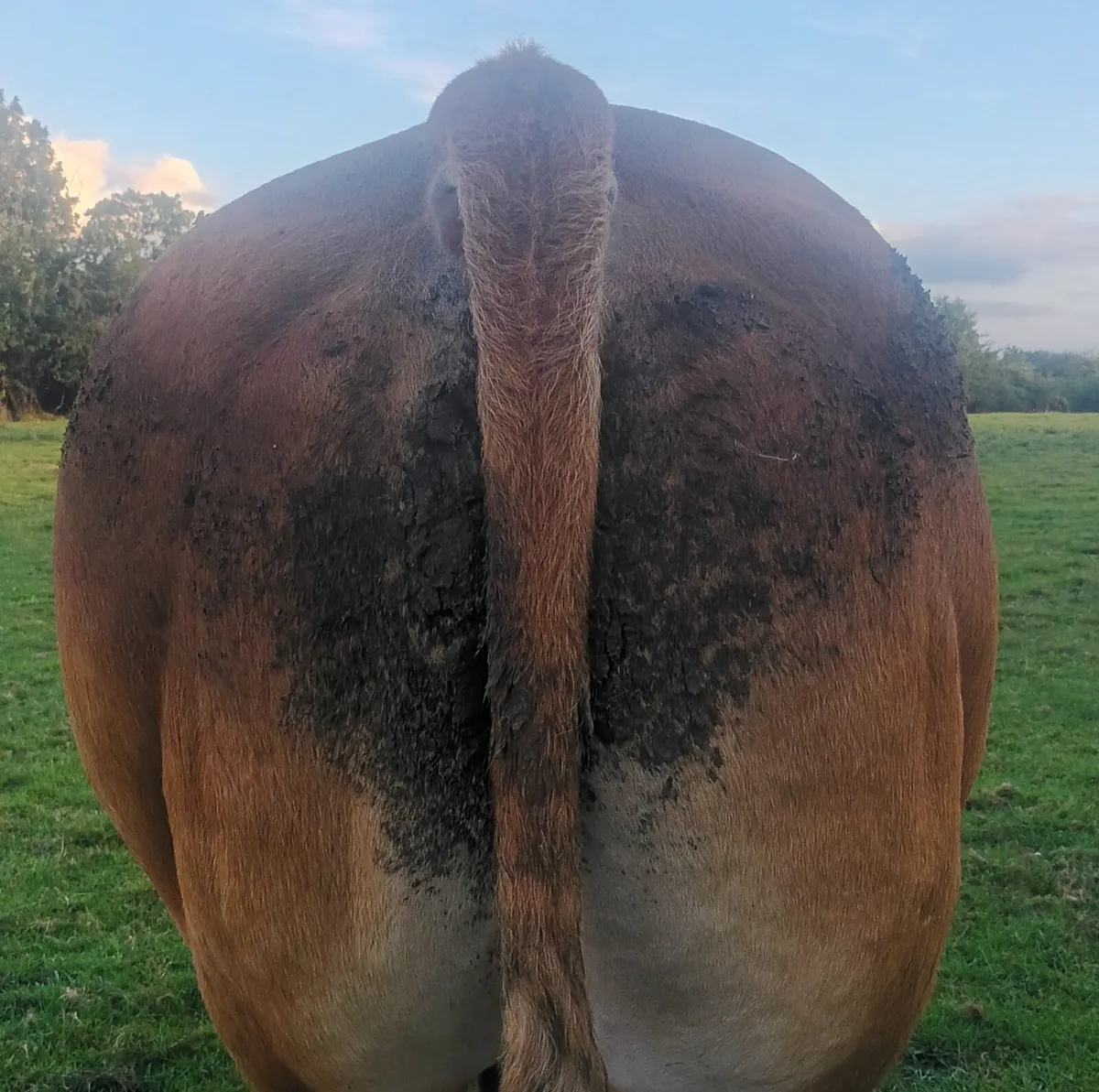 Proven exceptional quality PBLimousin Bull - Image 4