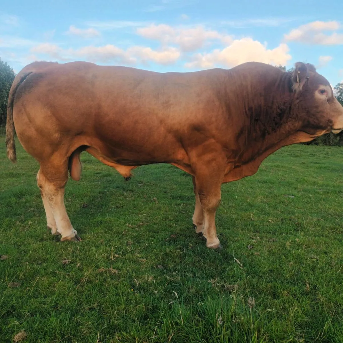 Proven exceptional quality PBLimousin Bull - Image 2