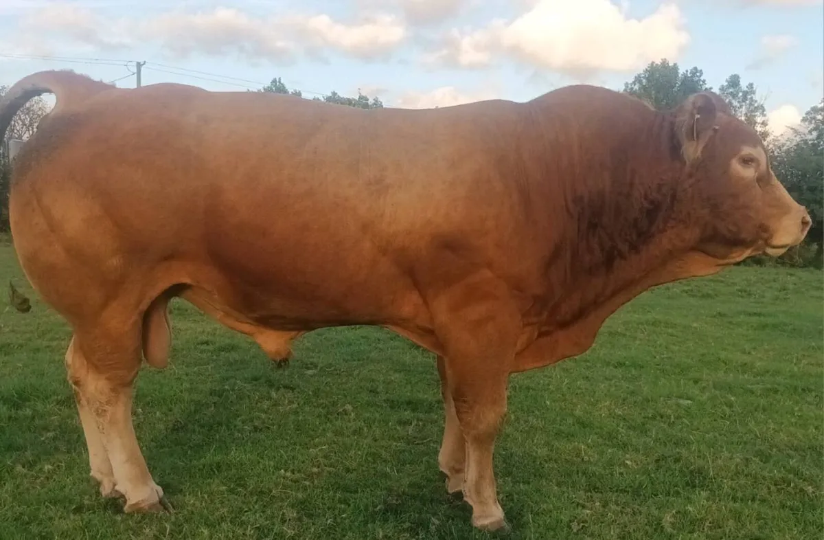 Proven exceptional quality PBLimousin Bull - Image 3