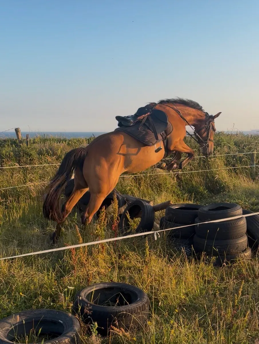 4 year old ish mare - Image 1