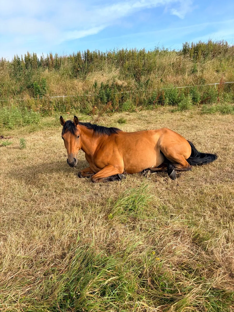 4 year old ish mare - Image 4
