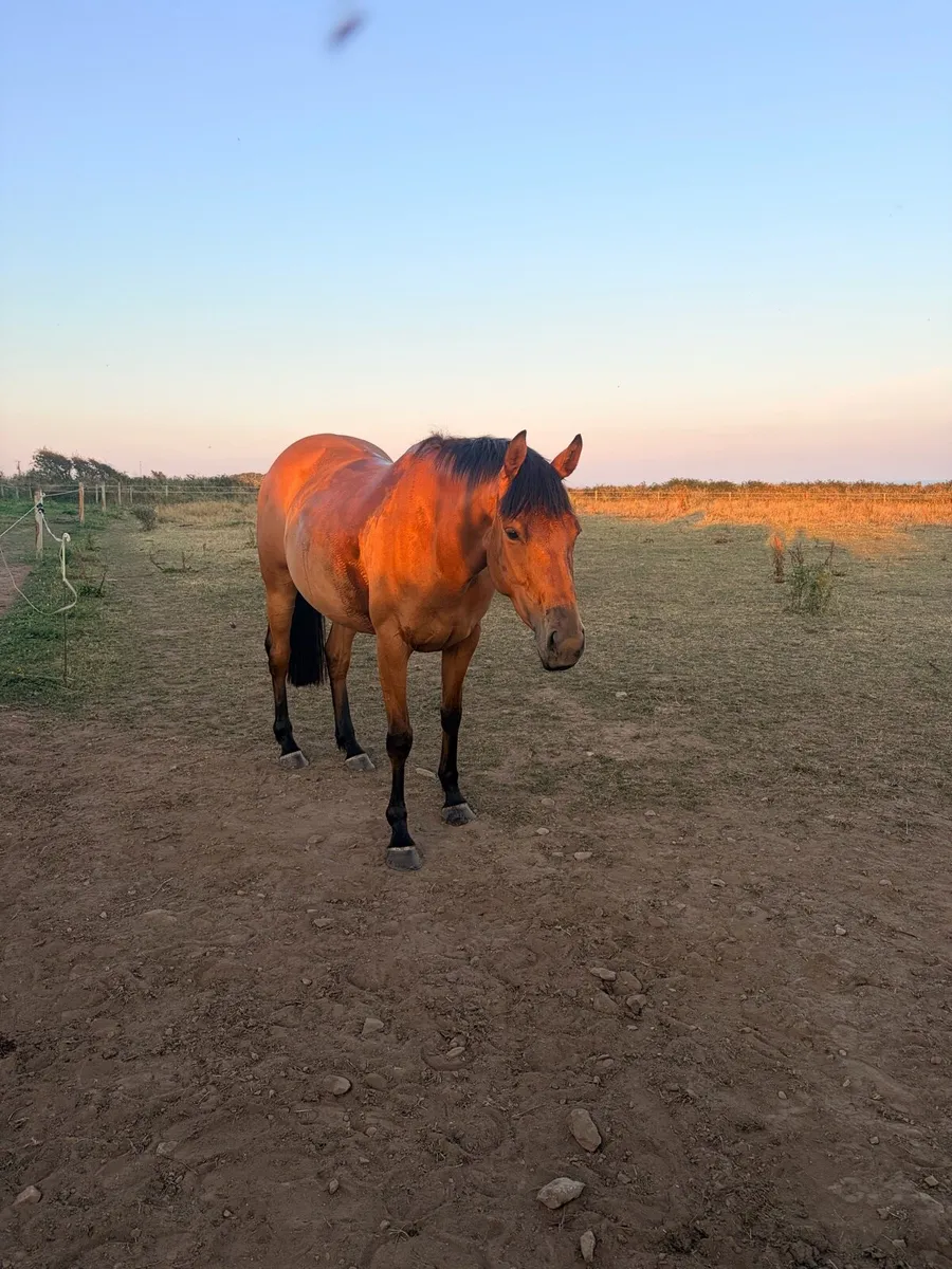 4 year old ish mare - Image 2