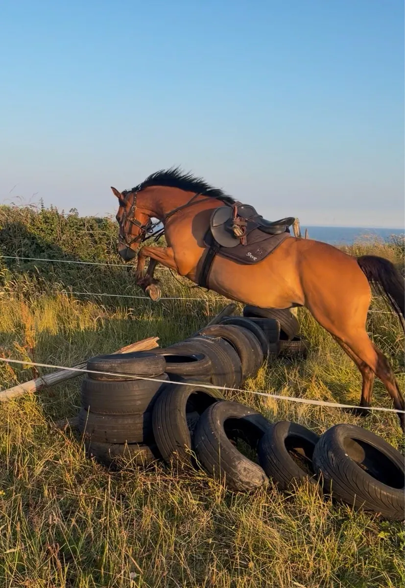 4 year old ish mare - Image 3