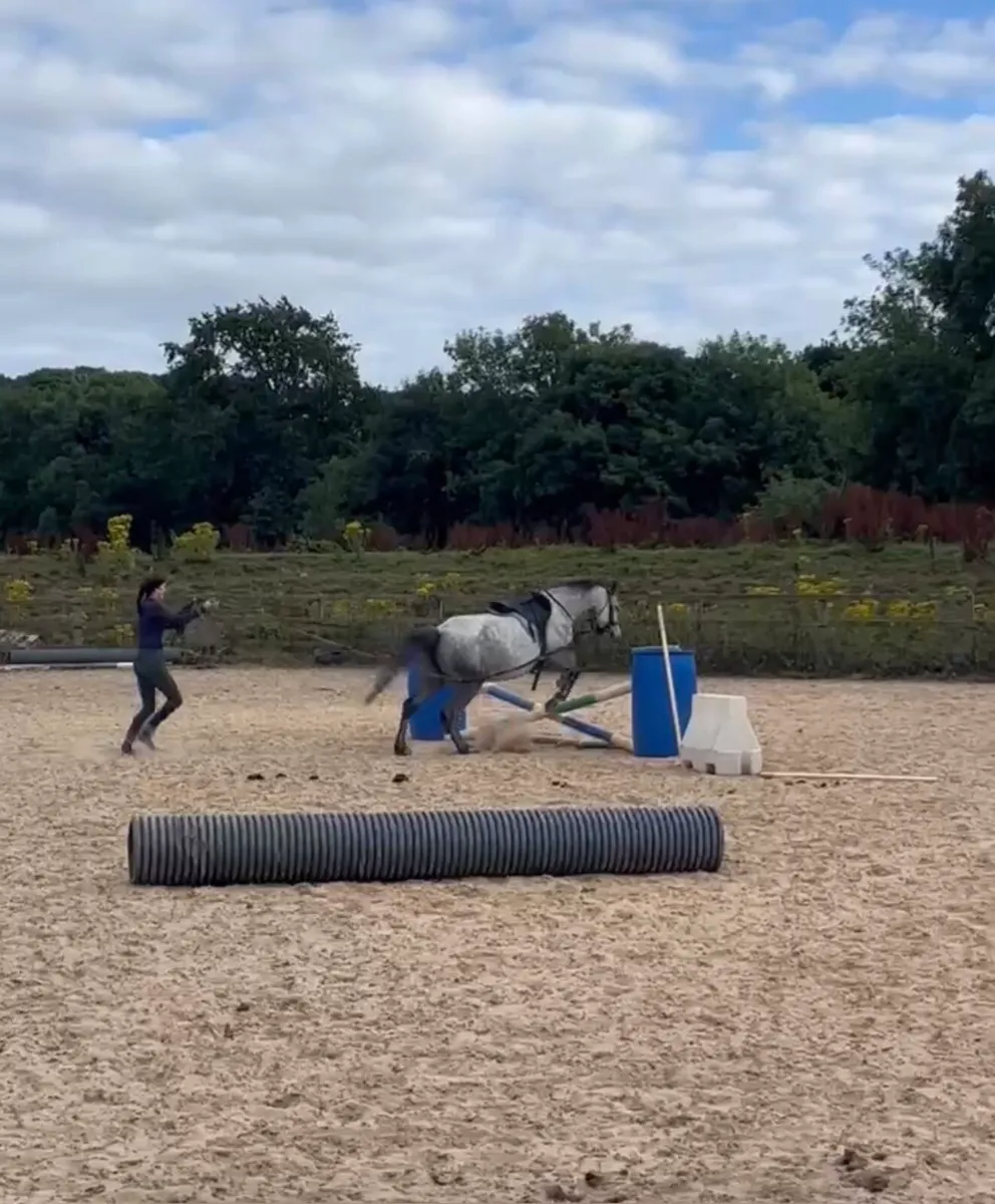 Connemara Mare - UPDATED - Image 2