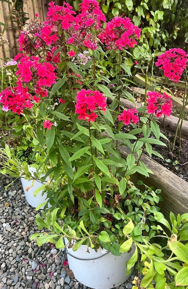 Big red Phlox plant - Image 2