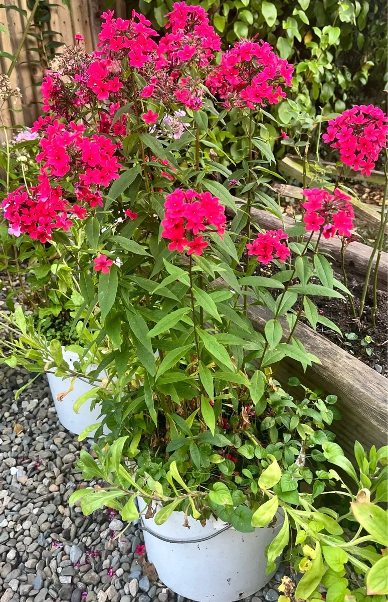 Big red Phlox plant - Image 3
