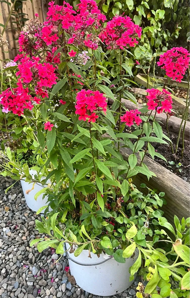Big red Phlox plant - Image 1