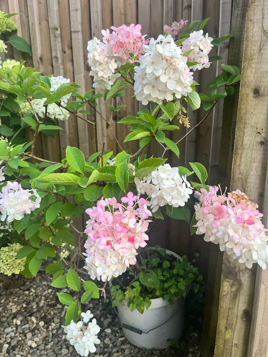 Flamingo hydrangea plant - Image 2