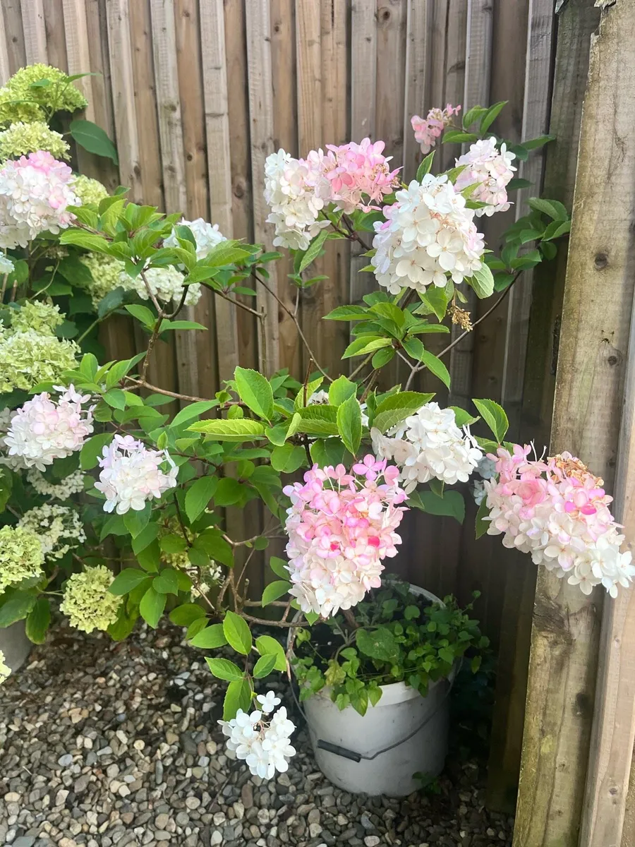 Flamingo hydrangea plant - Image 1