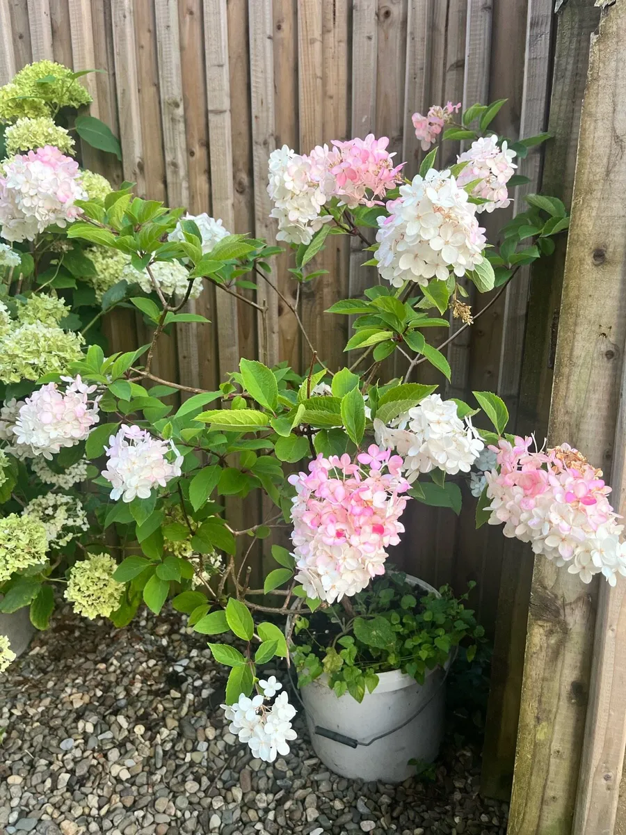 Flamingo hydrangea plant - Image 3