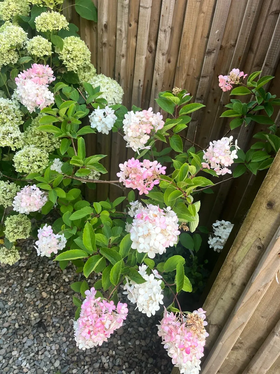 Flamingo hydrangea plant - Image 4