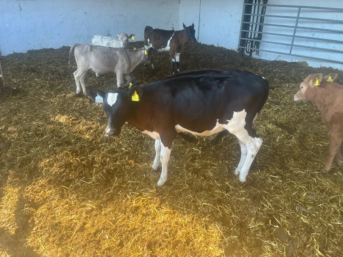 Friesian heifer calves - Image 1