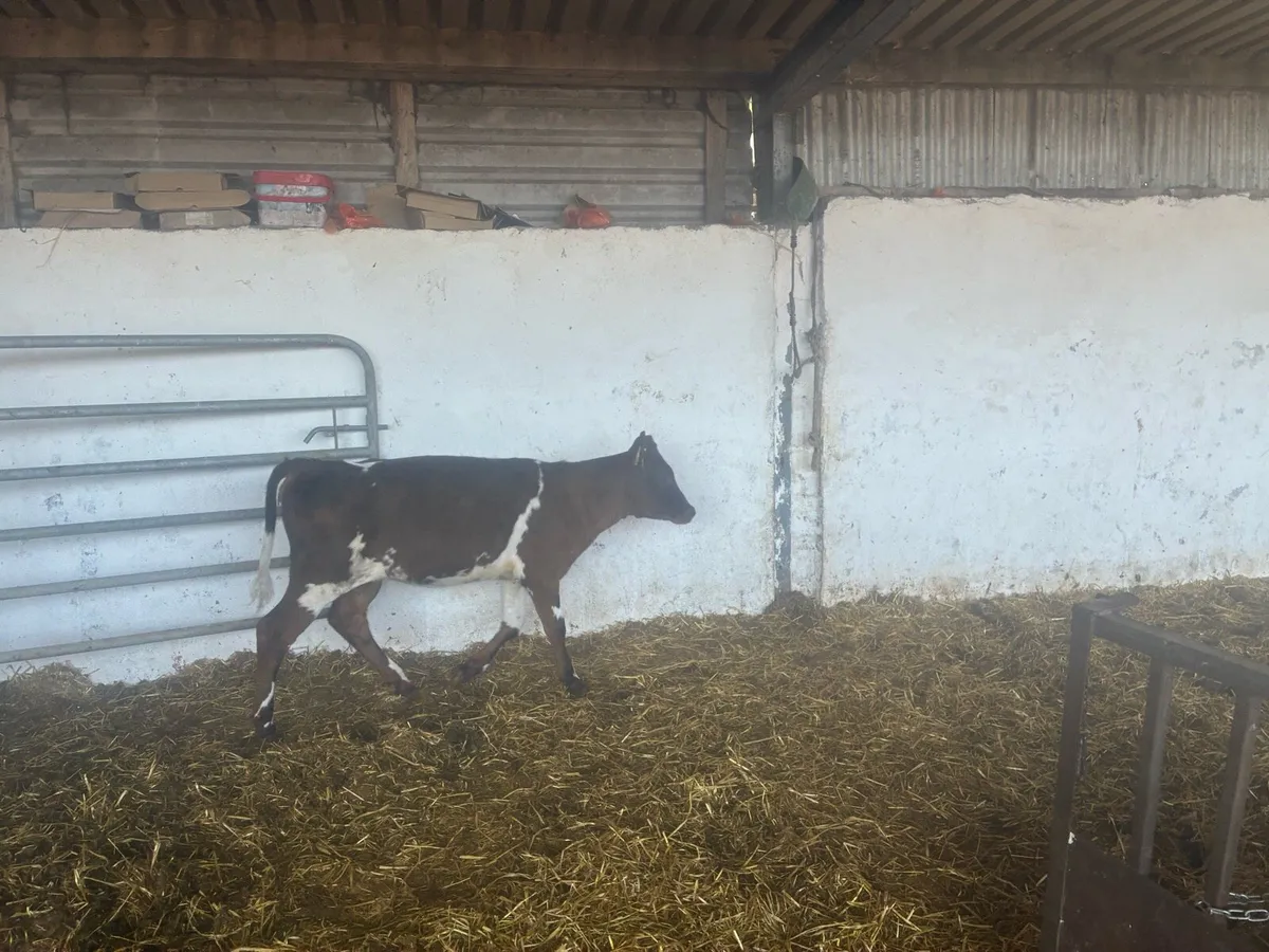 Friesian heifer calves - Image 2