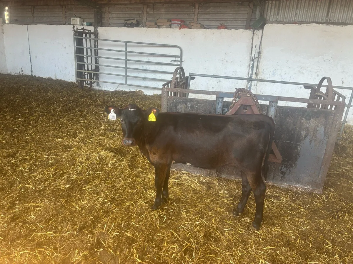 Friesian heifer calves - Image 3