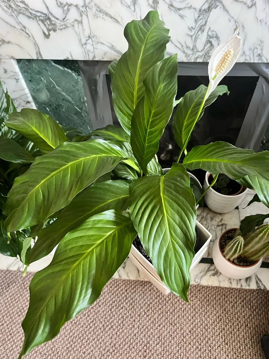 Selected Peace Lilly indoor plant - Image 4