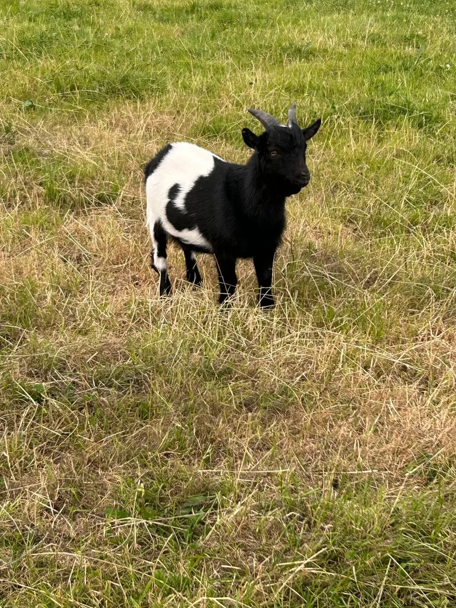 Two Purebred Pedigree Pygmy Goats - Image 1