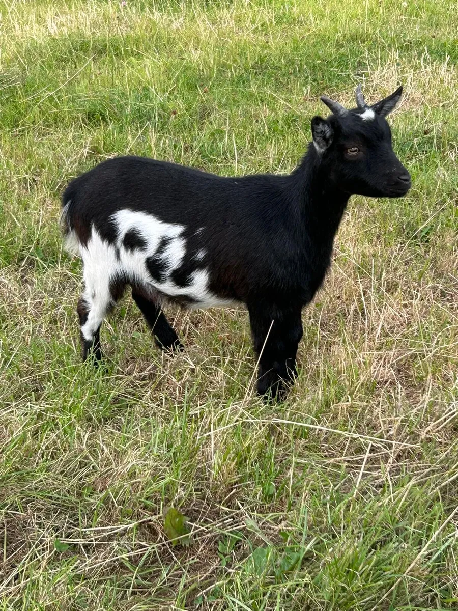 Two Purebred Pedigree Pygmy Goats - Image 2
